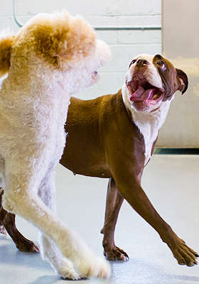 impawsible pups