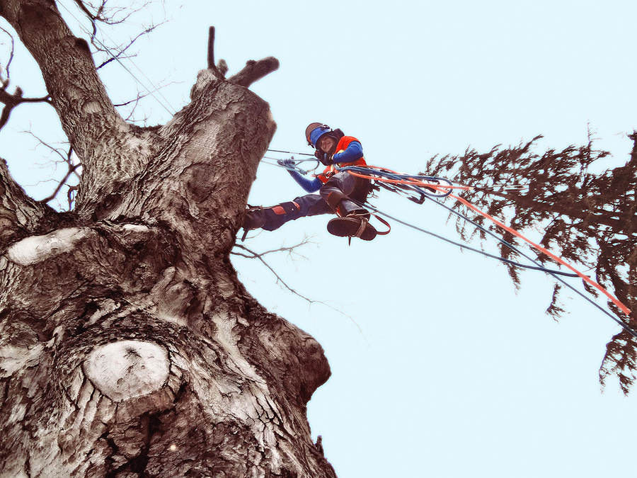 $150 Toward Tree & Shrub Maintenance & Removal - Pick a city ...