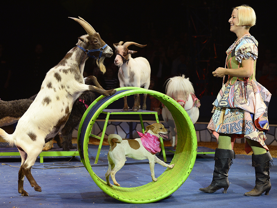 One Ticket to Big Apple Circus's 