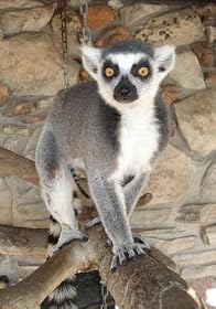 Admission for Two to Animal World & Snake Farm