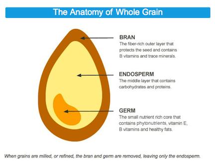 B001M0A6C4_1-359_anatomy_of_whole_grain.jpg