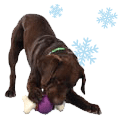 Dog Gifts