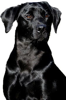 Wellness CORE Dog Food
