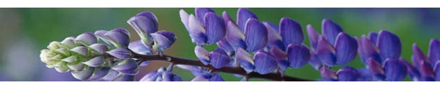 Benefits of Lupine