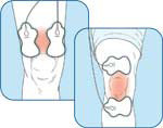 Knee