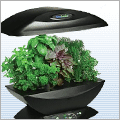 Indoor Plants