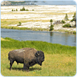Yellowstone Photo Expedition