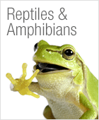 Reptile and amphibian supplies