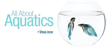 All About Aquatics