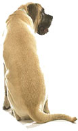 iRobot Pet Vacs
