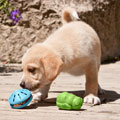 Pet Lover