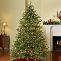 Shop for Christmas trees