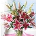 Lilies