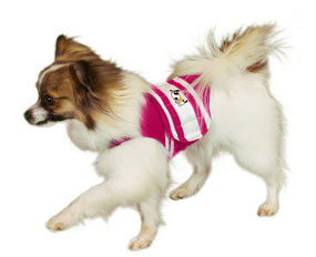 Thundershirt has an 80% success rate, reducing anxiety significantly in most dogs.