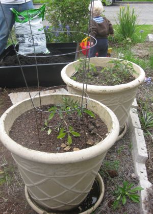 http://g-ecx.images-amazon.com/images/G/01/kitchen/blog/tomatoes._V224627431_.jpg