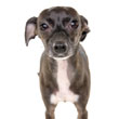 Test your mixed-breed dog's DNA