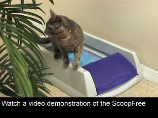 Click to watch this video