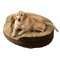 Shop for dog supplies in Pet Supplies