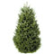 Shop for fresh-cut Christmas trees and wreaths