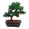 Shop the Brussel's Bonsai Store