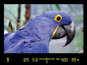 60D Viewfinder Image