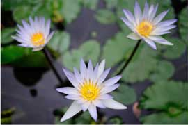 photo of three white flowers with lily pads in background