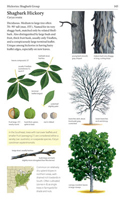 The Sibley Guide to Trees