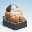 brain anatomy