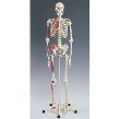 biology, anatomy, skeleton