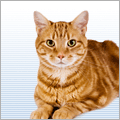 Cat supplies