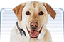 Pet Supplies