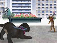 Two dogs out walking their masters in Nintendogs Chihuahua&Friends
