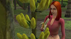 Sim harvesting bananas