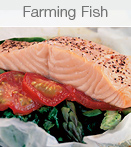 View Farming Fish