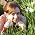 Thumbnail image of Maggie Stiefvater