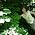 Thumbnail image of Geraldine McCaughrean