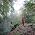 Thumbnail image of Geraldine McCaughrean