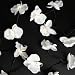 String of 20 White Ornamental Orchid Christmas Fairy Lights 3.5m
