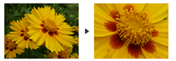 4x Optical zoom