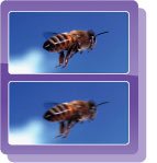 Double Anti-Blur