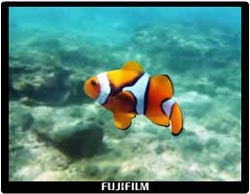 Take photos underwater