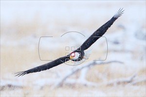 Eagle flying at high speed featuring Dynamic-AF in use