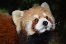 Close-up view of a Red Panda.