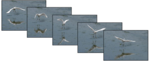 Capture high speed action with a rapid sequence of still pictures