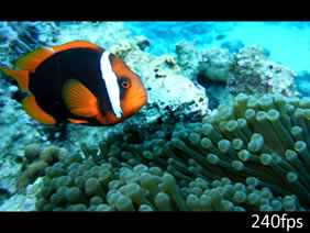Full HD video
