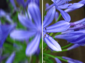 Without Intelligent IS close-up shots can be blurred