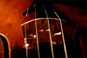 Macro Photography