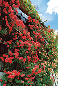 AF18-200mm F/3.5-6.3 XR Di II
