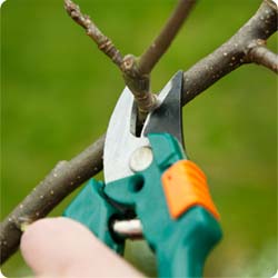 AnySharp Edge makes gardening easy again!