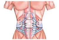 stimulate the nerves